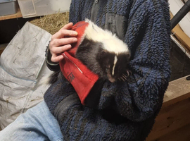 Skunks