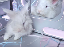 Teddy double maned lionheads