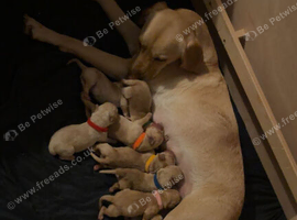 Labrador puppies