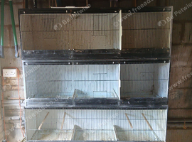 3 x triple breeders for sale