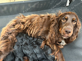 Beautiful Cockapoo Puppies &ndash; 3 Boys & 3 Girls  We are delighted to offer our gorgeous litter of 6 Cockapoo puppies looking for their forever homes.