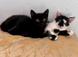 Beautiful black male kitten.