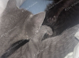 Two male kittens