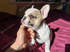 Beautiful puppy available