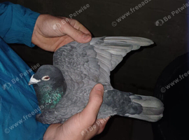 rubella spread rpra 2024 rung racing pigeons rare