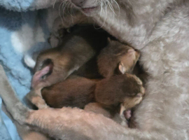 Abyssinian cross kittens looking for their new homes