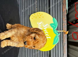 STUNNING RED F1 COCKAPOO PUPPIES
