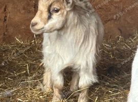 Cream Long Haired Pygmy Nanny