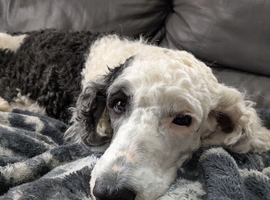 Outstanding Sheepadoodles