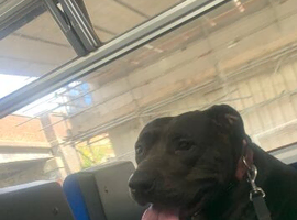 american bulldog x staffy puppies due