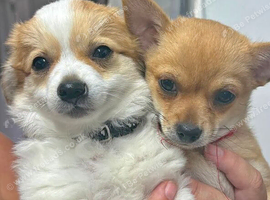 Pomchi pupps ready to go