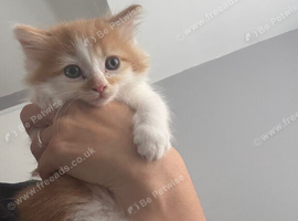 Kitten