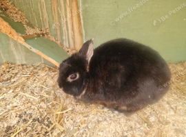 Netherlands dwarf Doe