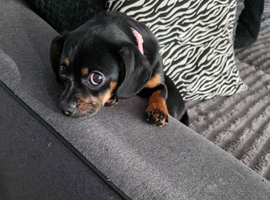 Dashaund/pug pup for sale