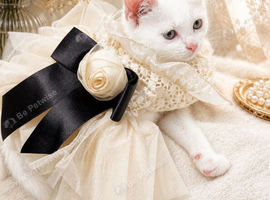 Adorable pure white female girl kitten affectionate