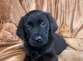 5 stunning goldador puppies