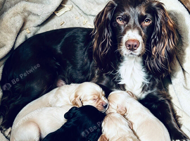 Cockapoo puppies