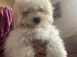 Bichon Frise puppies
