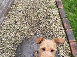 Lakeland terrier