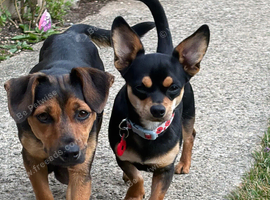 Chiweenie cross