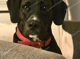 Toy cockapoo mix
