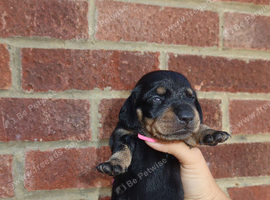 5 stunning miniature dachshunds puppies