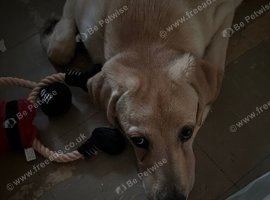 Yellow labrador