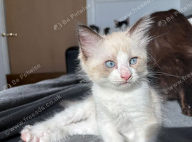 Beautiful ragcoon for sale