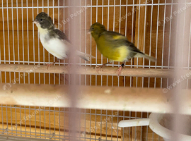 Breeding pair fifth canaries
