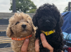 Beautiful Toy Poodle Puppies !!READY NOW!!