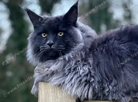 Maine coon black/smoke males