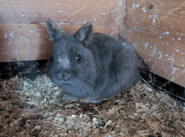 Netherland dwarf male
