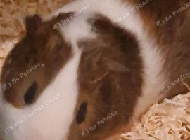 Bonded male pair of guinea pigs with cage