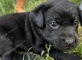 KC registered black chunky Labrador puppies.