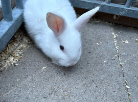 4 baby dwarf rabbits