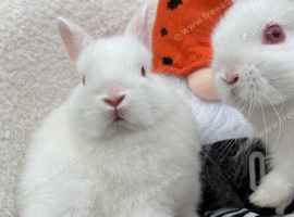 Pure Netherland dwarfs