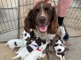 F1B 4 sprocker puppies