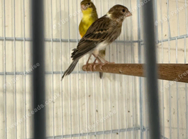 Canaries