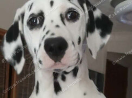 Stunning pure bred Dalmatian pup LAST GIRL