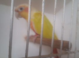 Various mutation conures