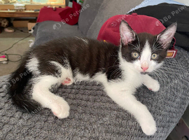 Loving playful kittens