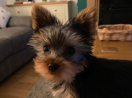 Yorkshire Terrier