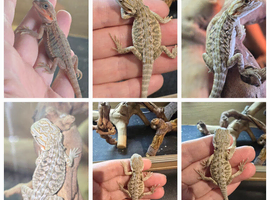 Baby bearded dragons