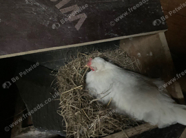 Broody hen
