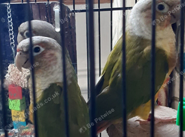 Pineapple & Green Cheek Breeding Pair & a Pineapple Pair