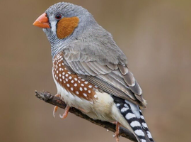 zebra finches