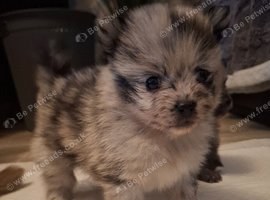 Beautiful tiny pomeranian pups