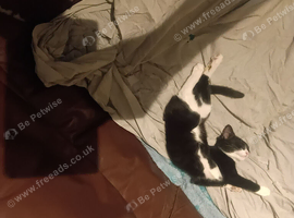 Female kitten 10 weeks wormed