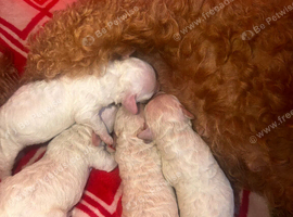 Toy poodles