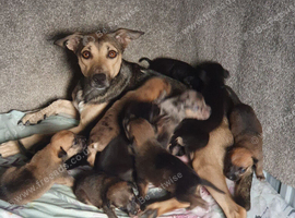 Puppies